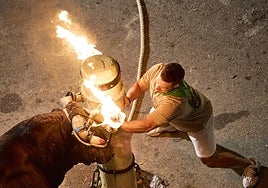 Un bou embolat en Carpesa.