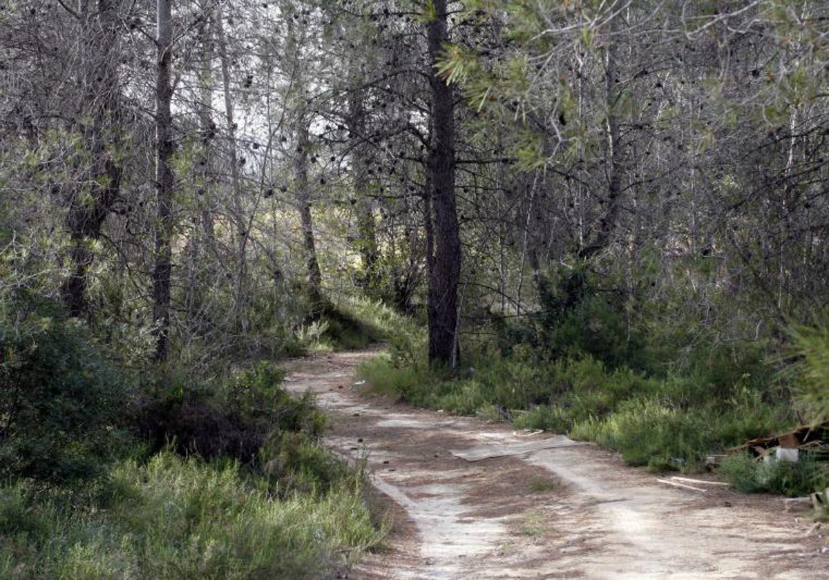 Pista forestal en la sierra de Enguera.