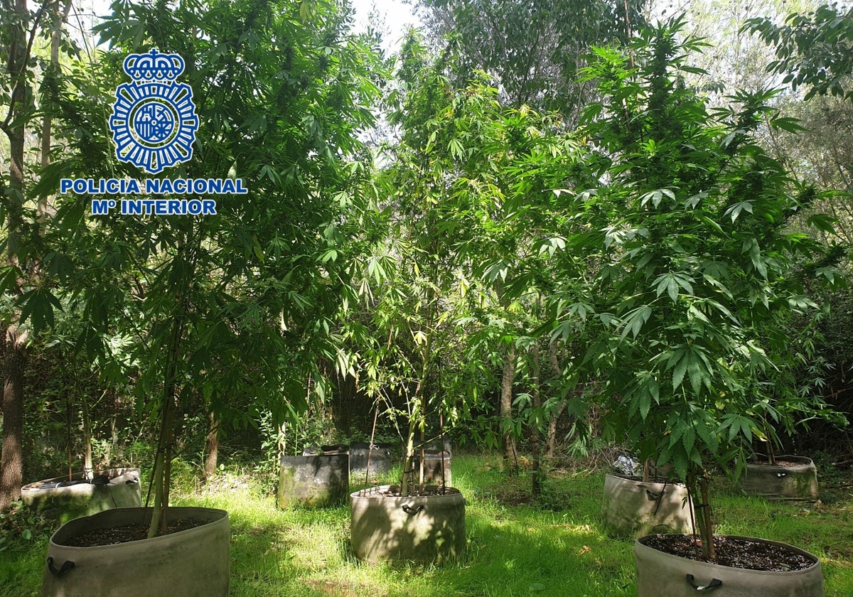 Plantación de marihuana hallada en el entorno de Gandia.