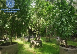 Plantación de marihuana hallada en el entorno de Gandia.