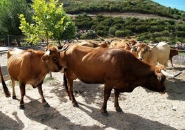 Varias reses en el campo.