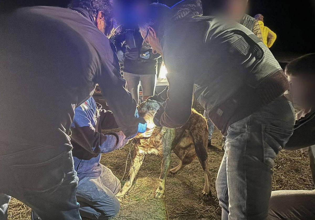 Mastines y perros de carea leonés, así son los animales que mataron a la enfermera de Zamora