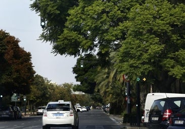 Blasco Ibáñez tendrá autobuses lanzadera que recorrerán la avenida