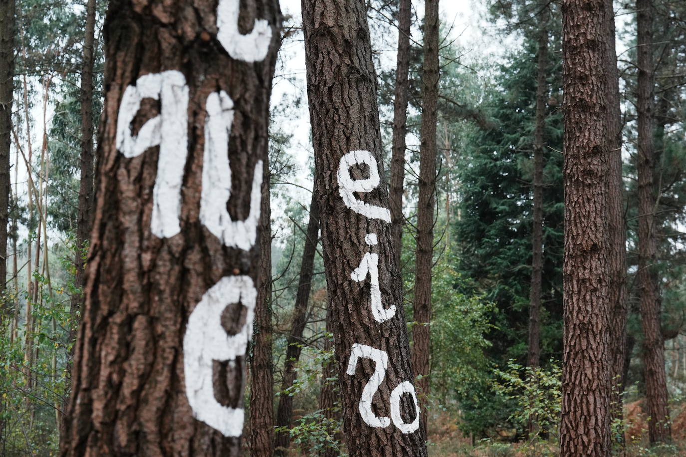 El bosque encantado de Oma se salva
