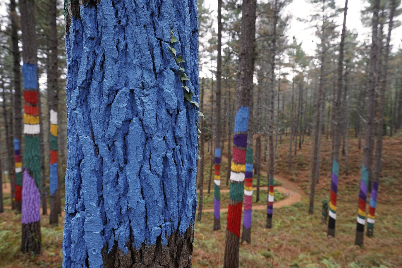 El bosque encantado de Oma se salva