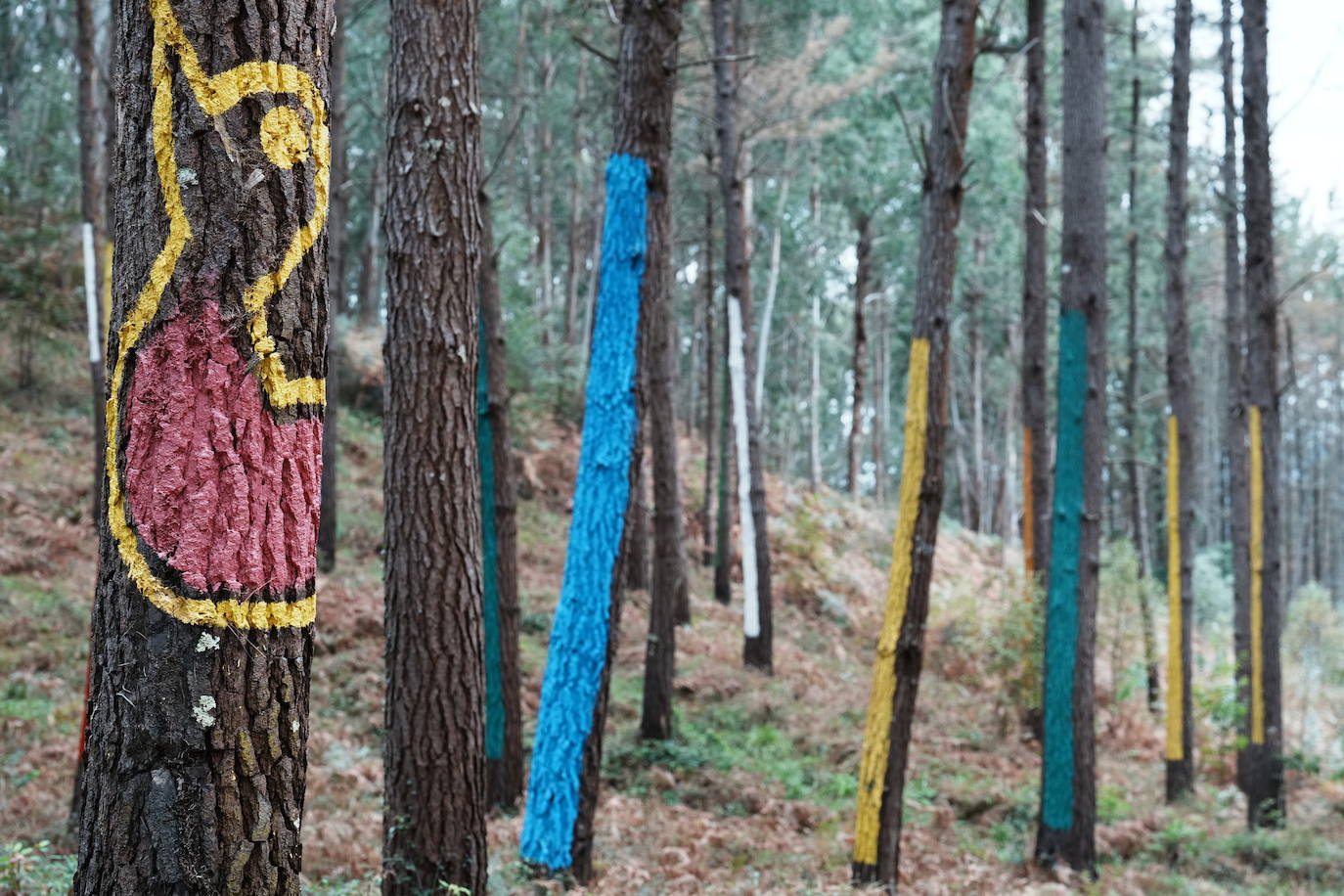 El bosque encantado de Oma se salva
