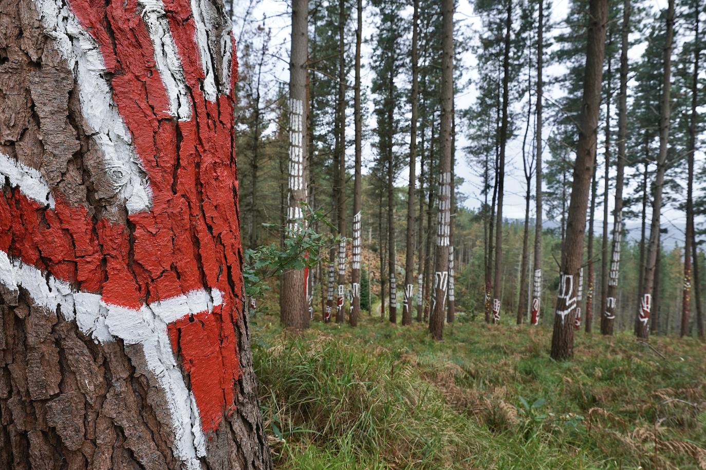 El bosque encantado de Oma se salva