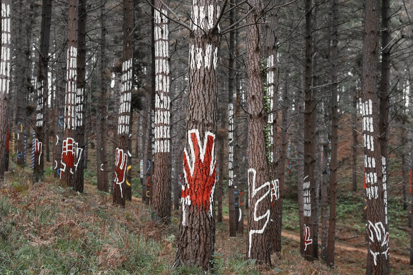 El bosque encantado de Oma se salva