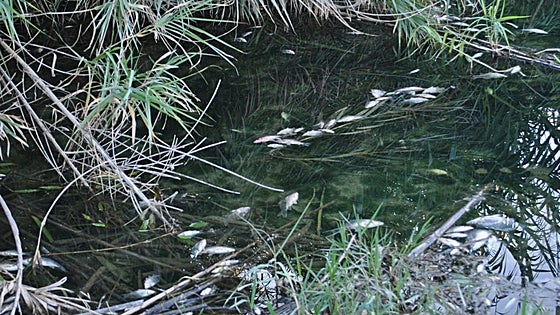 Miles de peces mueren en el Serpis entre Potries y Almoines al llegar al río restos tóxicos del incendio