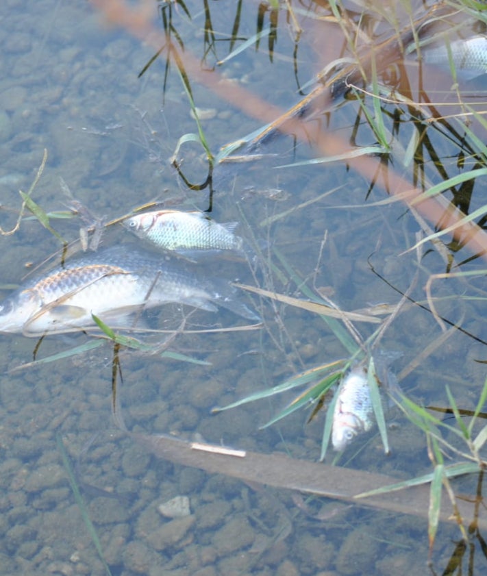 Imagen secundaria 2 - Anguilas y peces muertos en el tramo de río entre Potries y Almoines. 