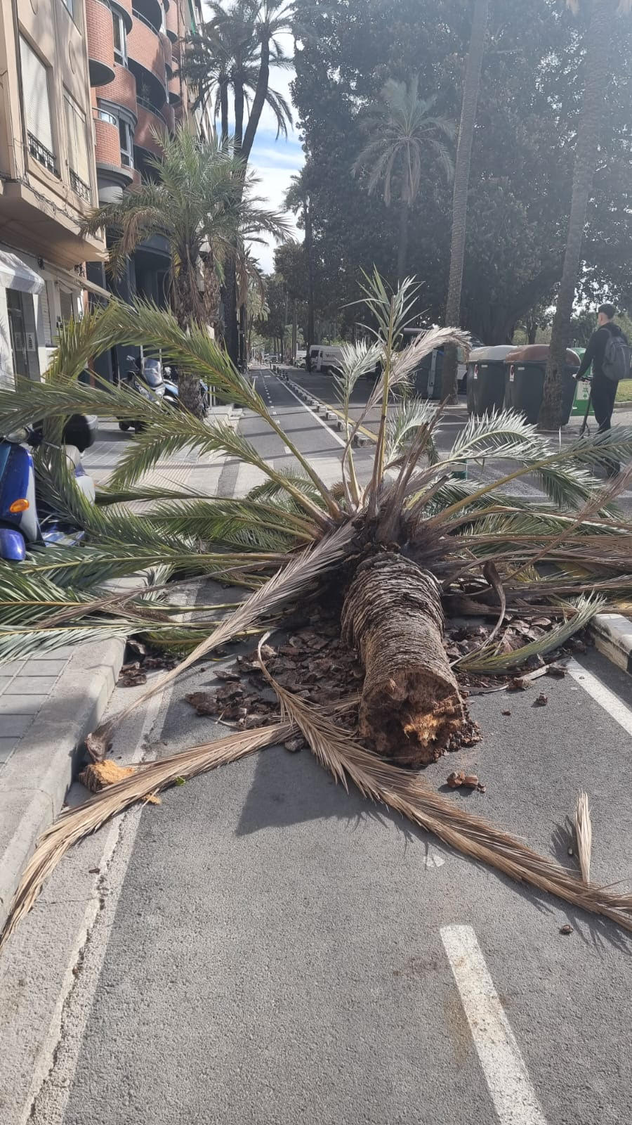 Temporal de viento en Valencia