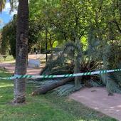 El viento deja palmeras caídas y sendas cerradas en el jardín del Turia