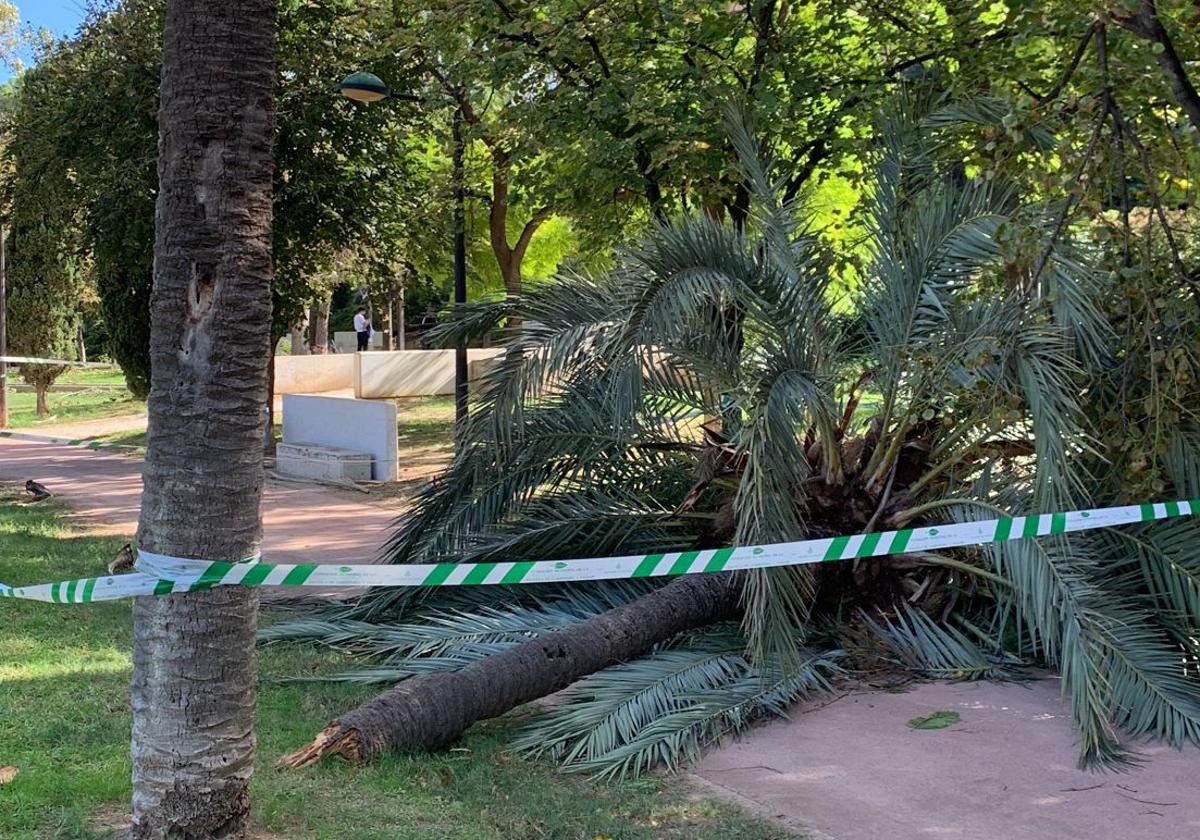 El viento deja palmeras caídas y sendas cerradas en el jardín del Turia