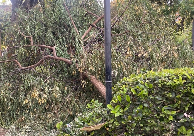 Árbol caído junto al carril runner en el jardín del Turia.