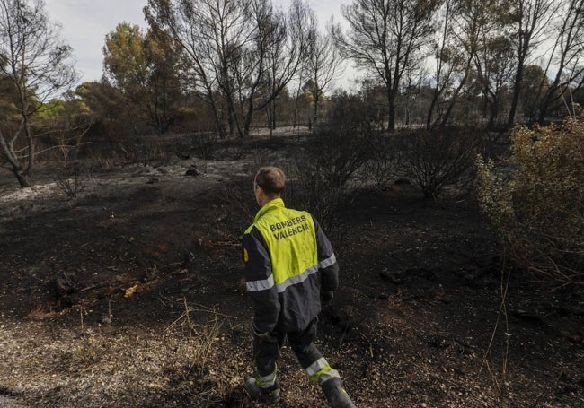 Bomberos de Valencia, inspeccionando una de las zonas quemadas en la Devesa de El Saler.