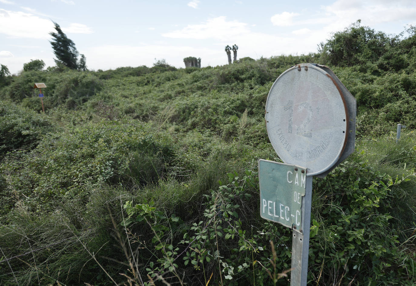 Imagen secundaria 1 - Carteles de 'se vende' y deterioro en los campos de Valencia.