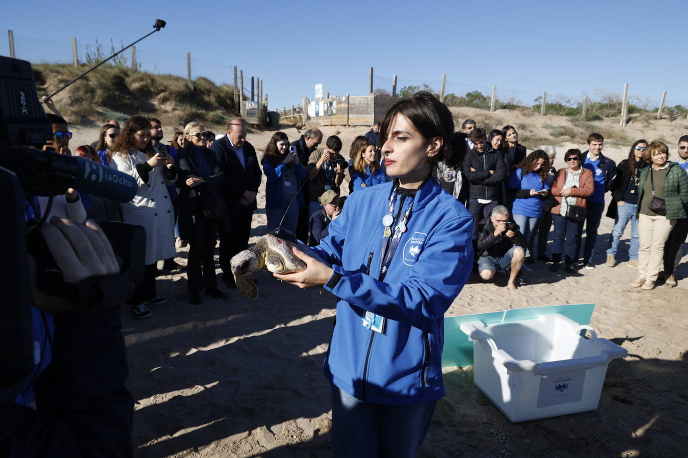 La tortuga marina recuperada en l&#039;Oceanogràfic vuelve al mar en el Saler