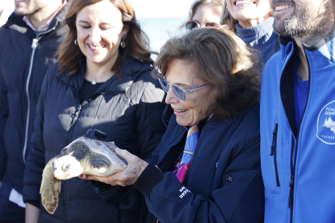 La tortuga marina recuperada en l&#039;Oceanogràfic vuelve al mar en el Saler