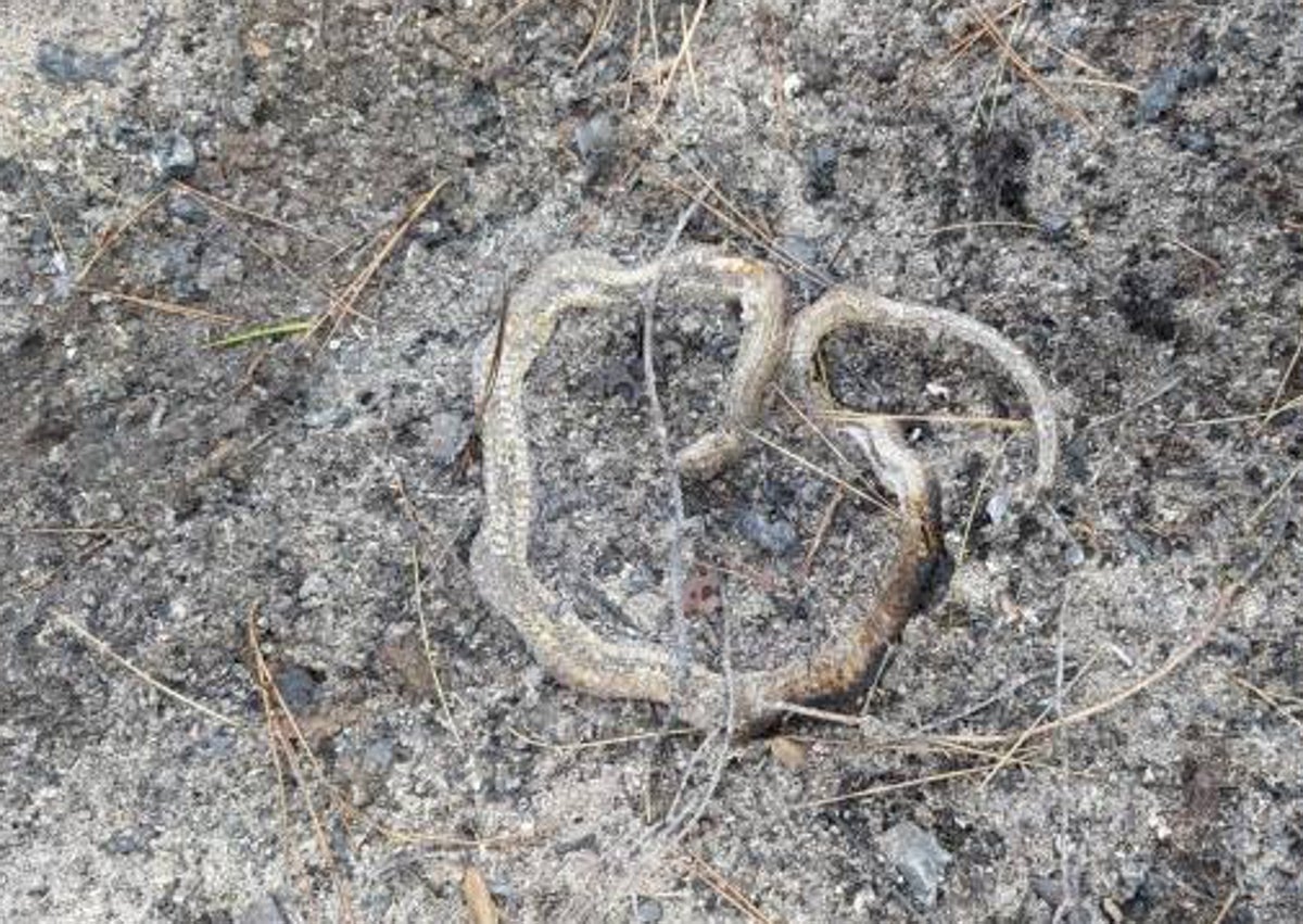 Imagen secundaria 1 - Restos de una tortuga y de una serpiente e imagen de uno de los incendios de la Devesa.