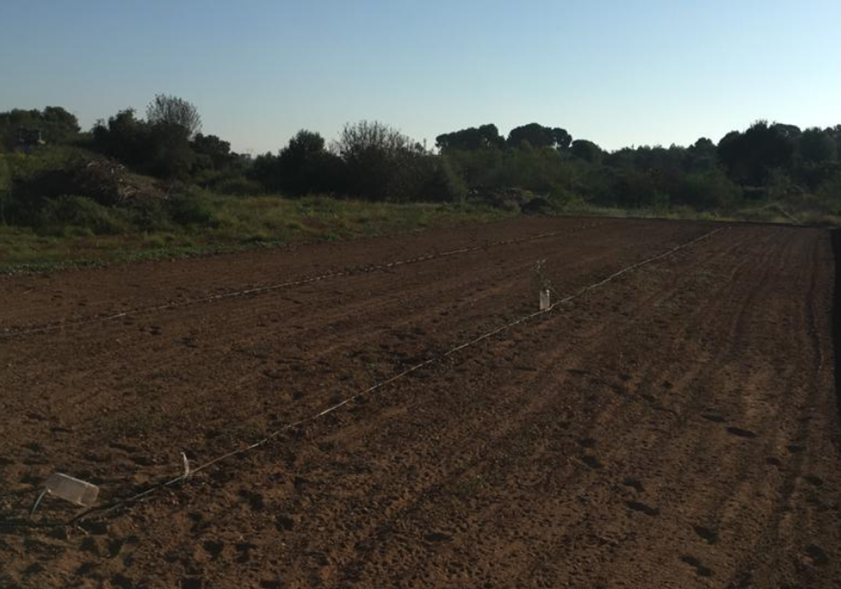 Uno de los campos afectados.