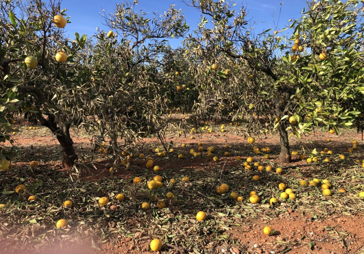 Naranjos de la variedad Nável Lane Late muy 'quemados' por el viento y con la cosecha casi totalmente perdida, en el término de El Puig.