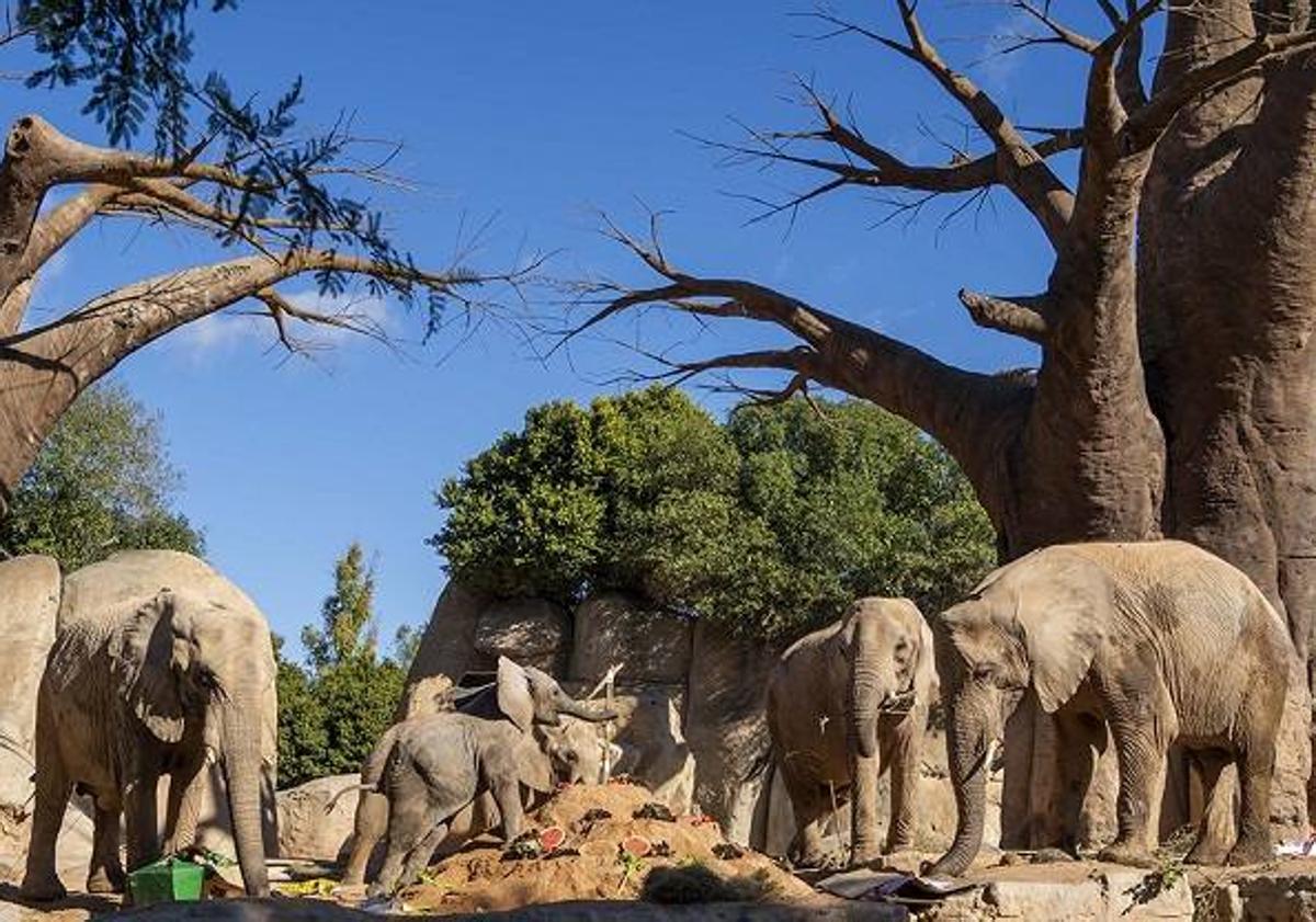 Imagen principal - Elefantes en BIOPARC Valencia