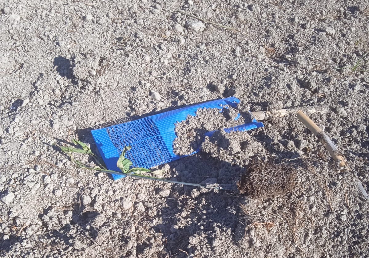 Uno de los plantones destrozados en el campo de Salem.