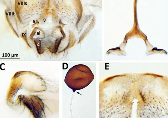 Imagen de la especie de mosca negra Simulium mellah.