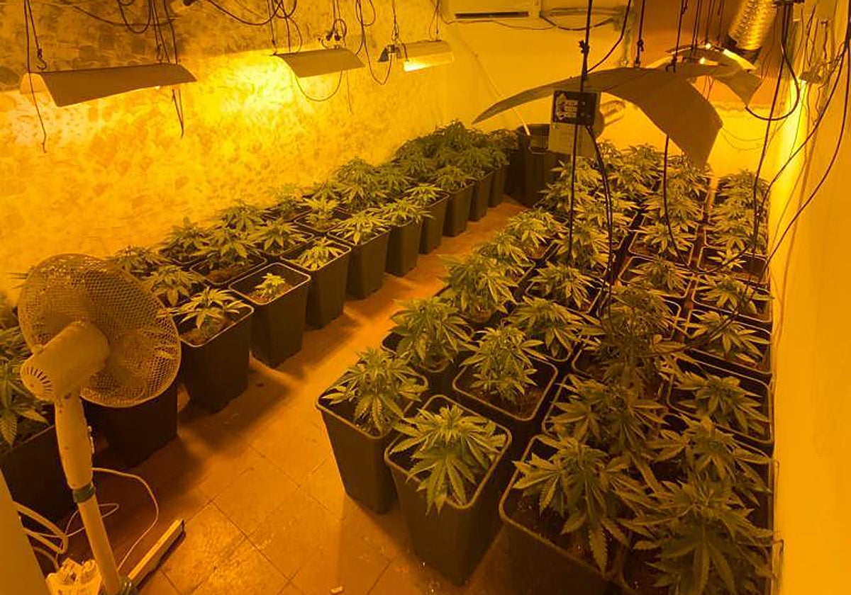 La plantación de marihuana en una vivienda de Casitas Rosa.