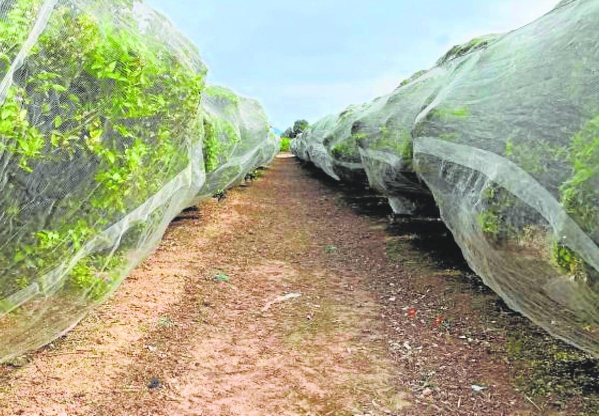 Protección. Mandarinos Nadorcott cubiertos con mallas durante la floración para aislarlos y evitar la polinización cruzada.