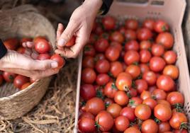 Lidl apuesta por tomates nacionales.