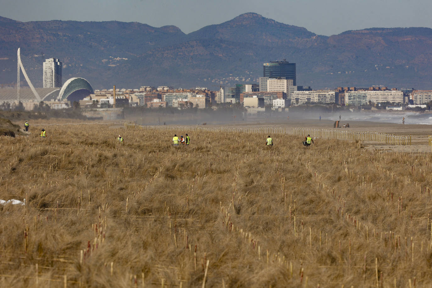 El mar entra en las nuevas dunas de las playas regeneradas en El Saler