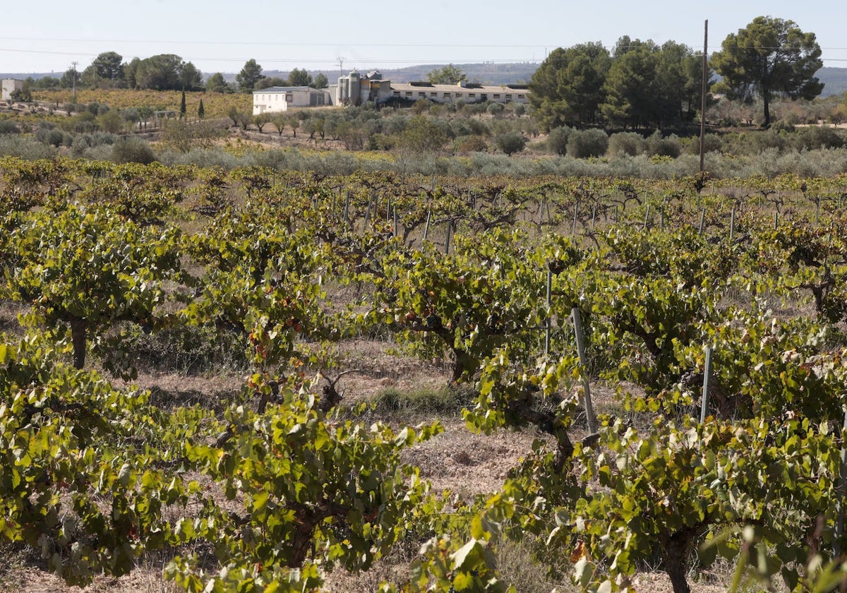 Viñedos en la comarca de Requena-Utiel.