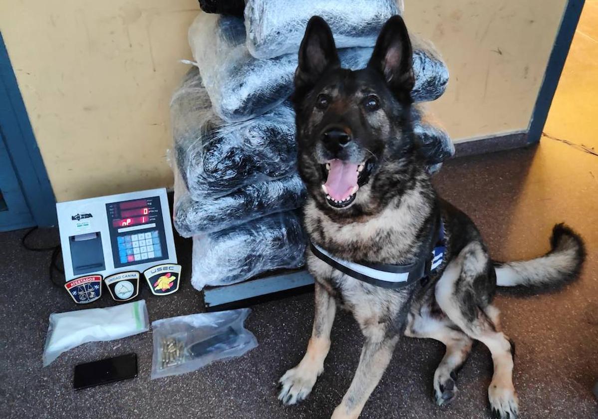 Gus, el perro de la Policía Nacional que ha detectado la droga.