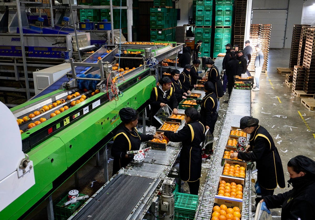 Imagen principal - La planta de The Natural Hand en plena producción y Juan Carlos Martínez muestra ya la selección que se va enviar a China y cómo controla el calibre y la calidad del producto.