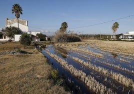 Campo de arroz inundado en la Albufera.