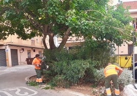 Servicio de jardinería.