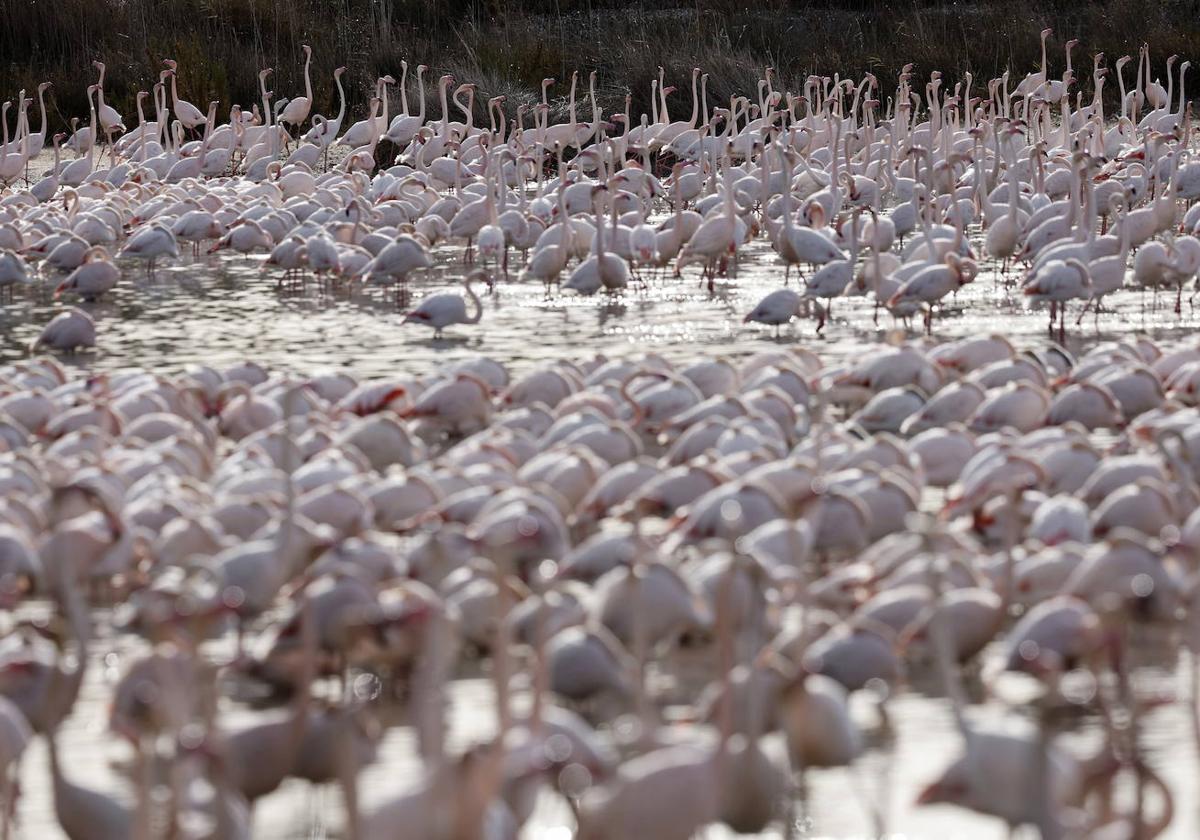 Miles de flamencos en la Albufera de Valencia