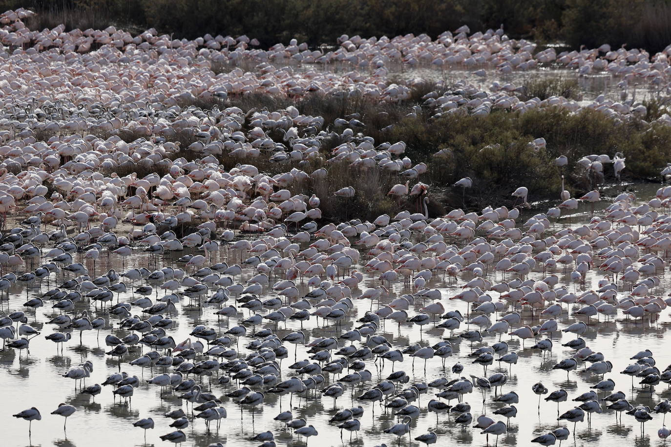 Miles de flamencos en la Albufera de Valencia