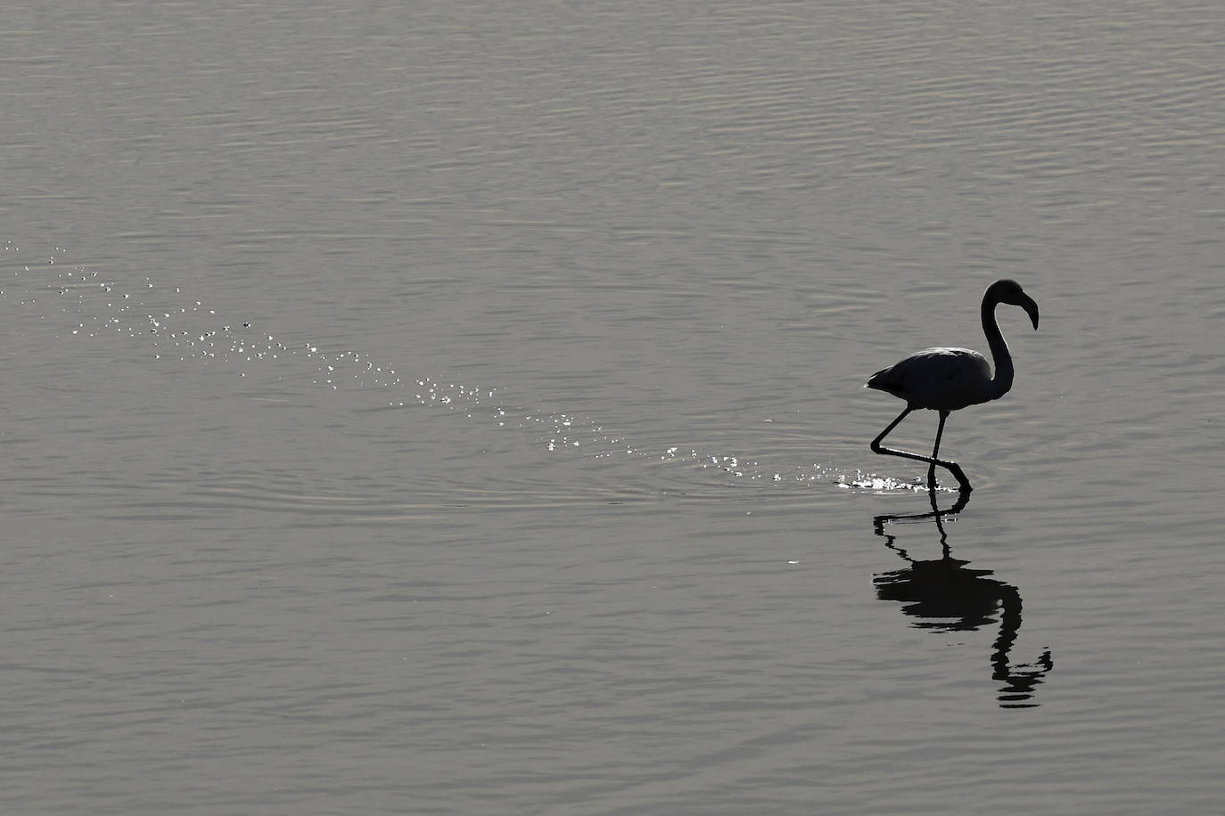 Miles de flamencos en la Albufera de Valencia