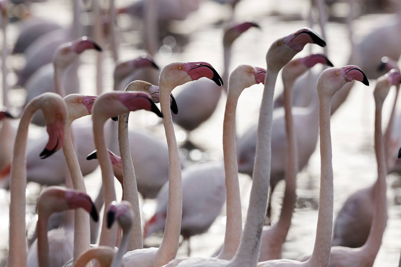 Miles de flamencos en la Albufera de Valencia