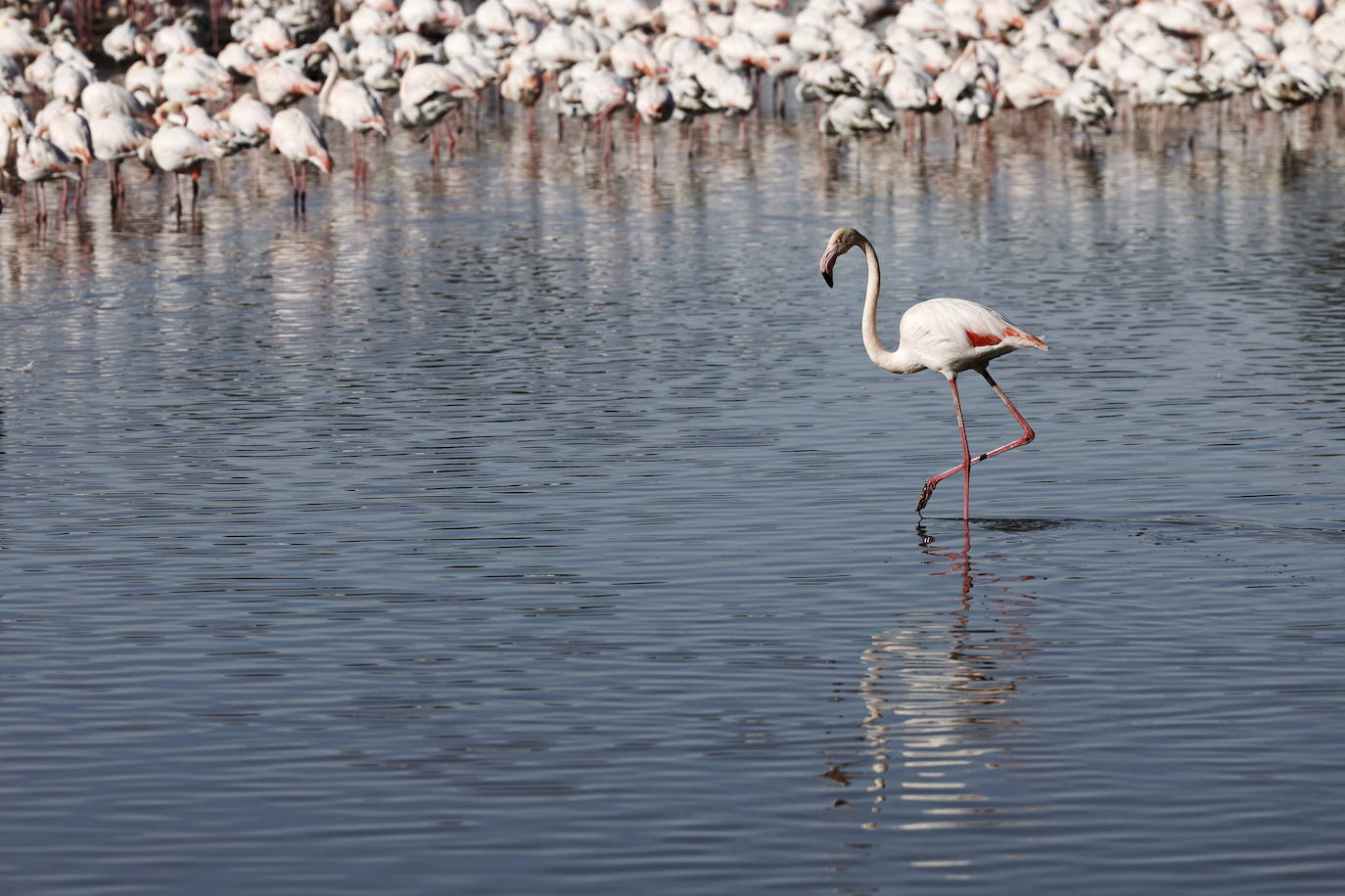 Miles de flamencos en la Albufera de Valencia