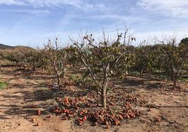 Entre los caquis tirados al suelo y los que siguen en el árbol, este huerto pierde casi media cosecha.