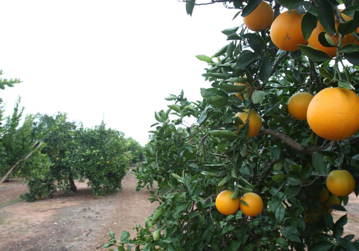 Carcaixent está considerada la cuna de la naranja.