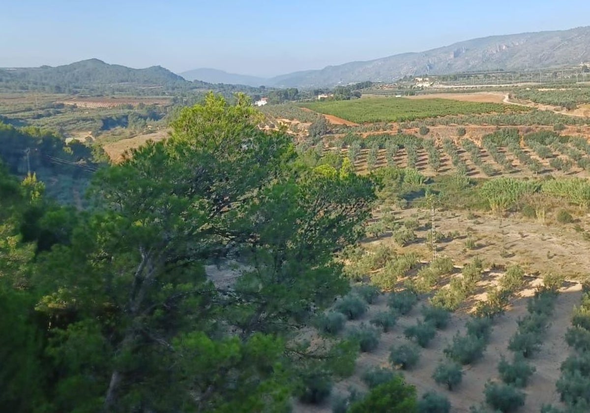 Cultivos en la comarca de la Costera.