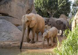 Makena y su madre bebiendo en el lago de los elefantes de BIOPARC Valencia