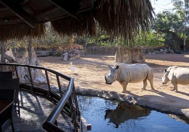 Restaurante samburu en la sabana africana de BIOPARC Valencia