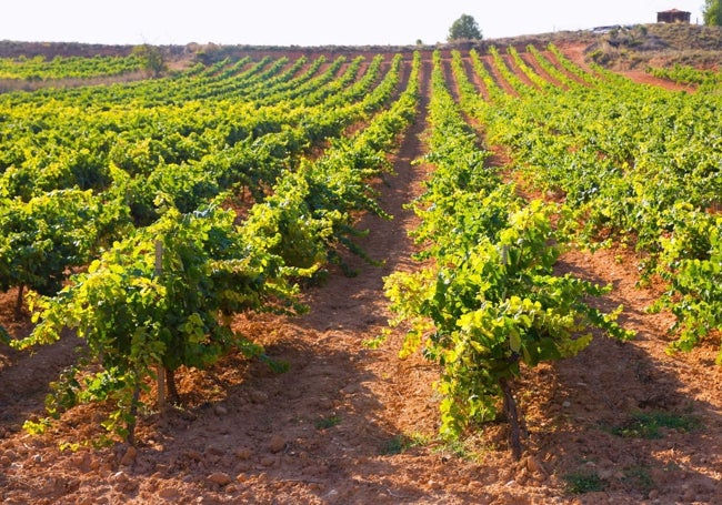 Viñedos de Requena.