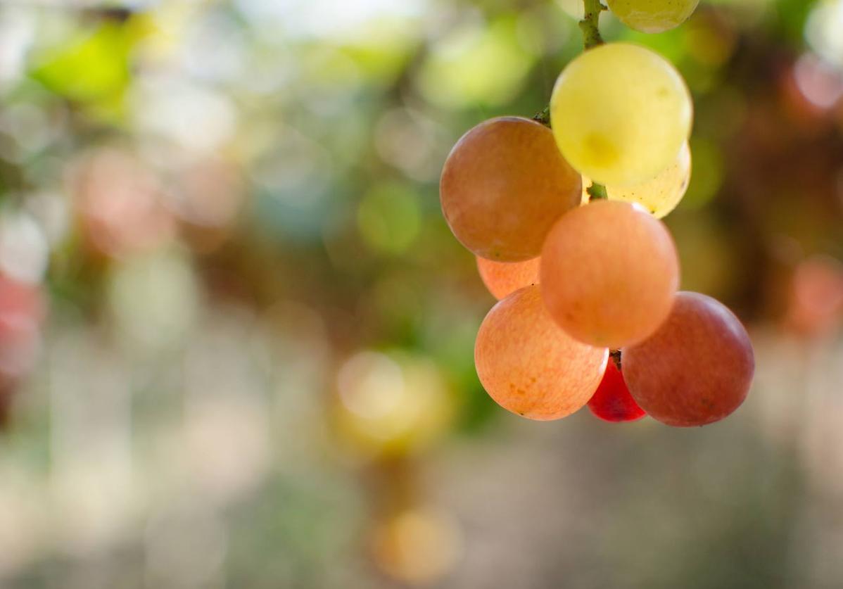 Incluir fruta en tu alimentación diaria es esencial para un buen balance nutricional.