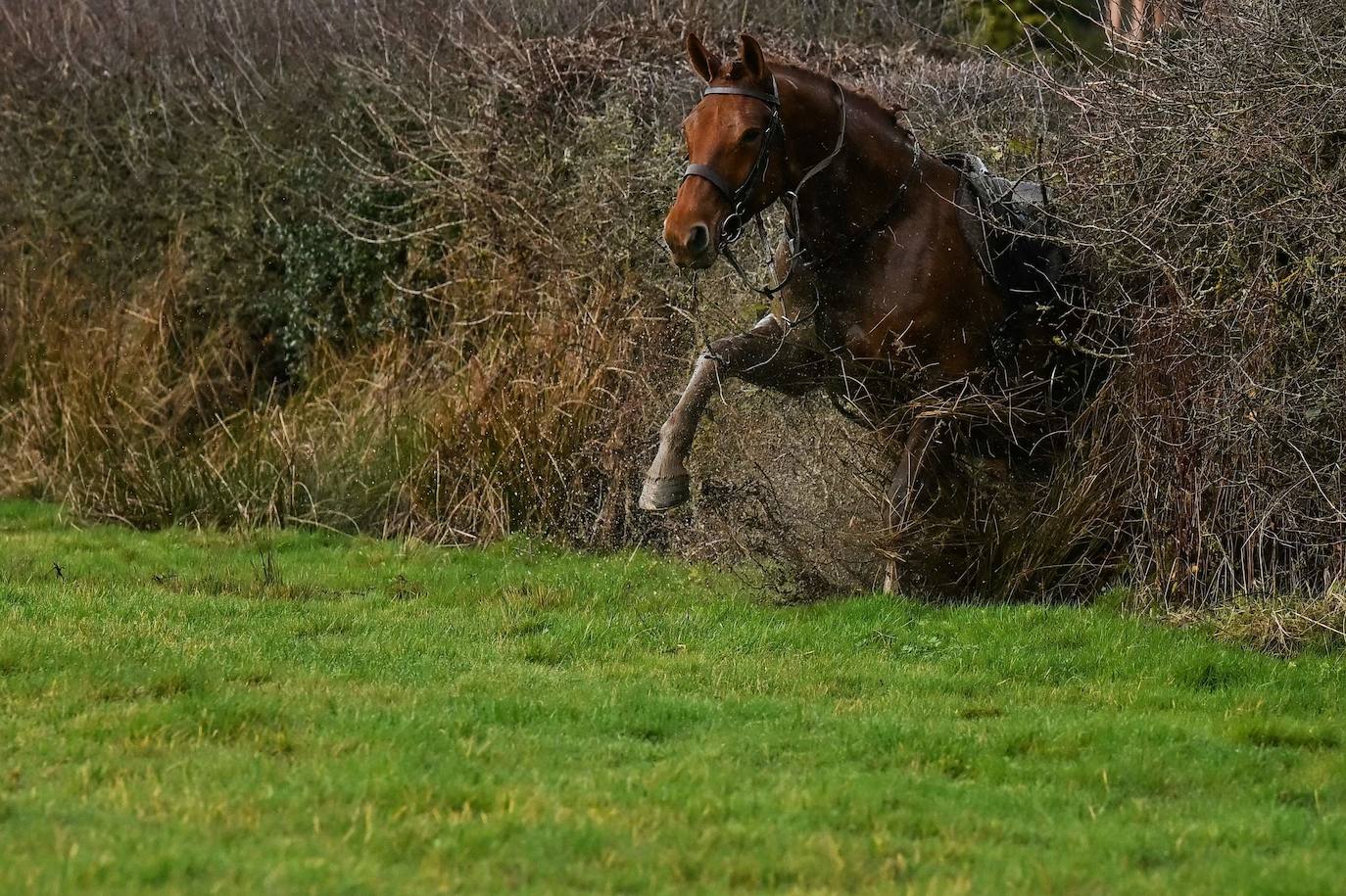 Reino Unido celebra el tradicional día de cacería Boxing Day